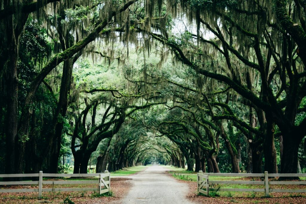 Savannah Live Oak Trees Spanish Moss - Travel Meadow Guide