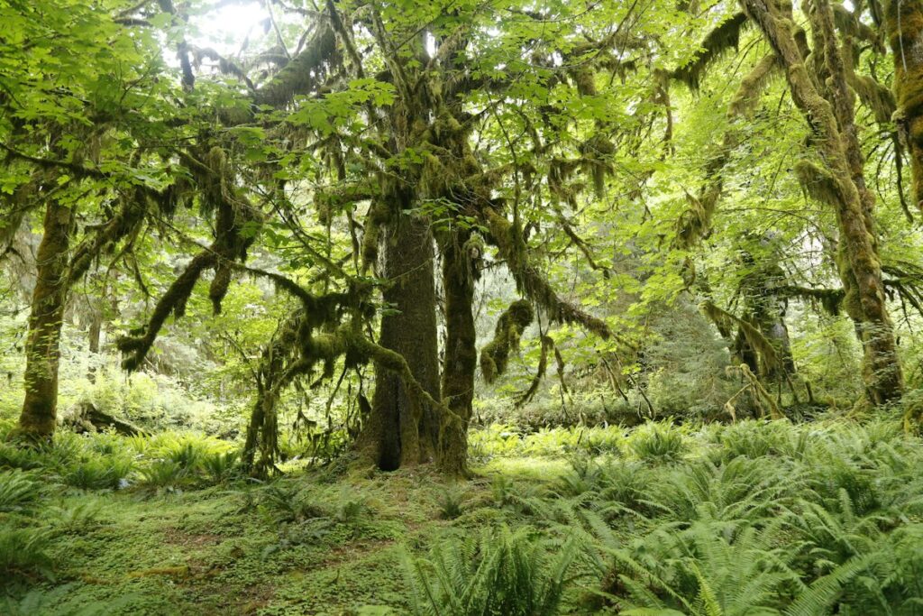 Olympic National Park Hoh Rainforest Moss - Travel Meadow Guide