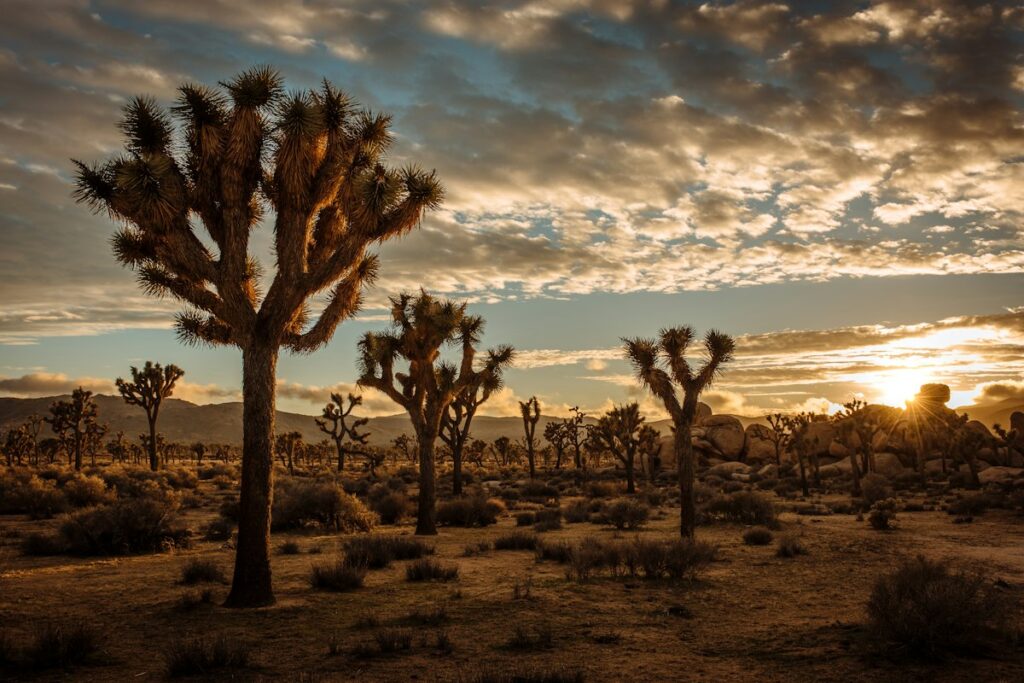 Joshua Tree National Park Desert Sunset - Travel Meadow Guide